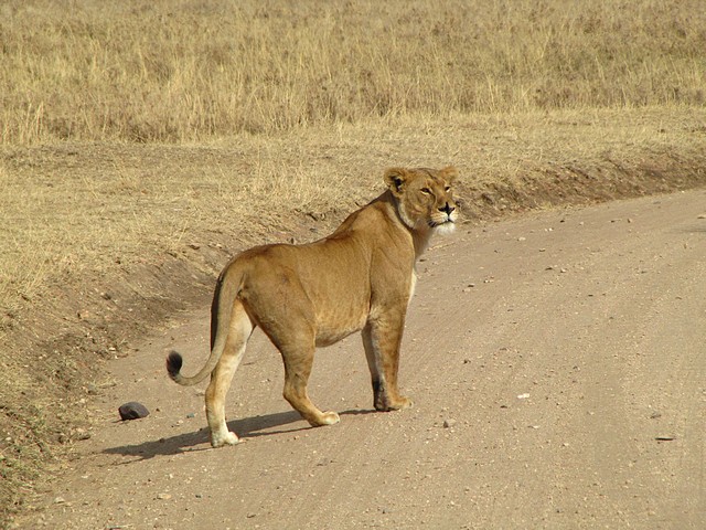 Lioness