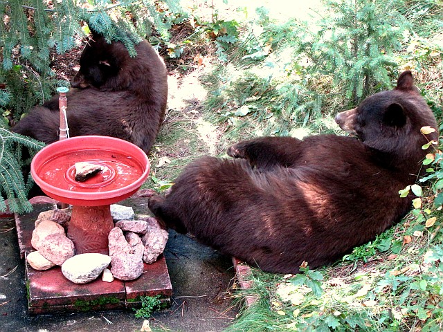 Afternoon Siesta