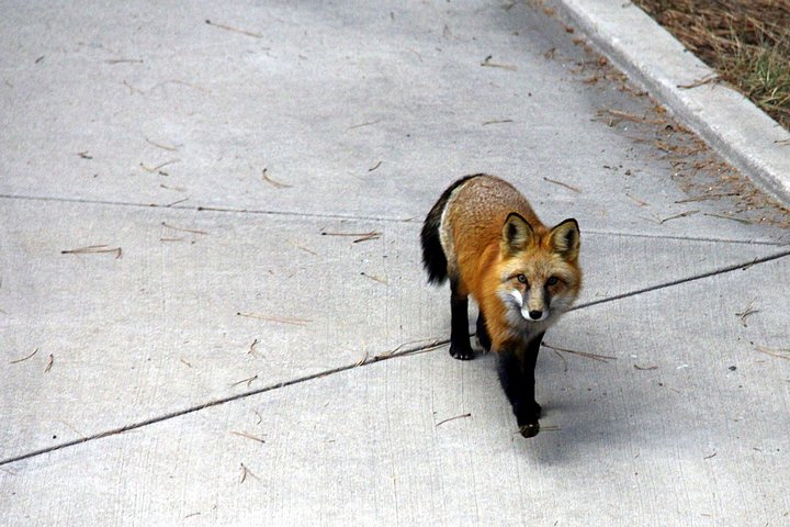 Red Fox, Palmer Divide