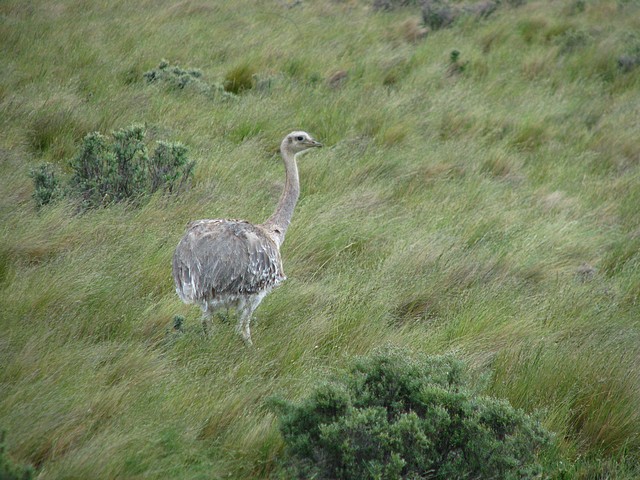 Darwin’s Rhea