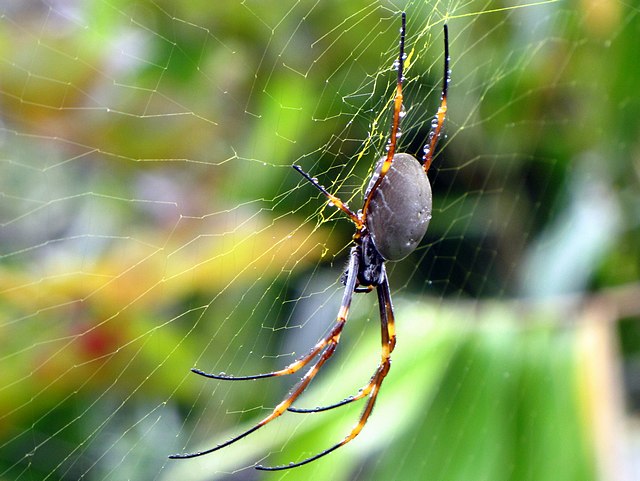 Large Spider