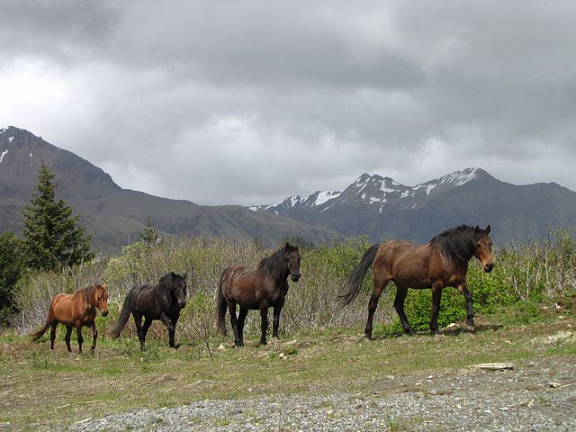 Wild Horses at Pasagshak