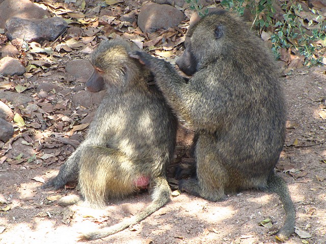 Baboons Grooming