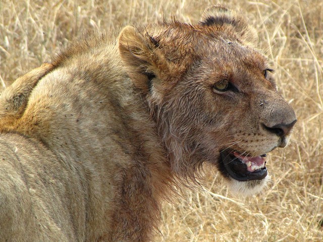 Lioness