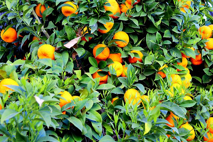 Oranges in Ronda