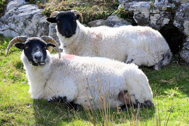 Sheep on Derrygimlagh Bog