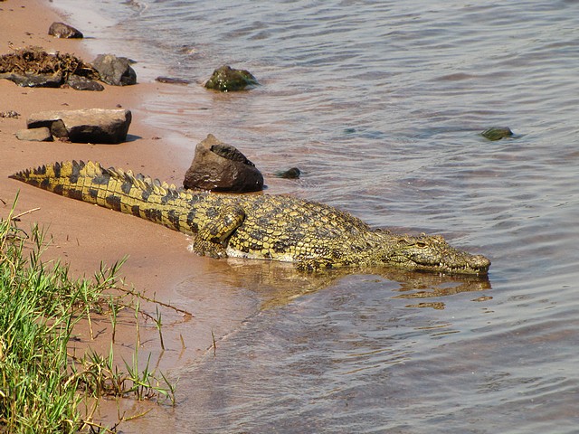 Crocodile on the Chobe River
