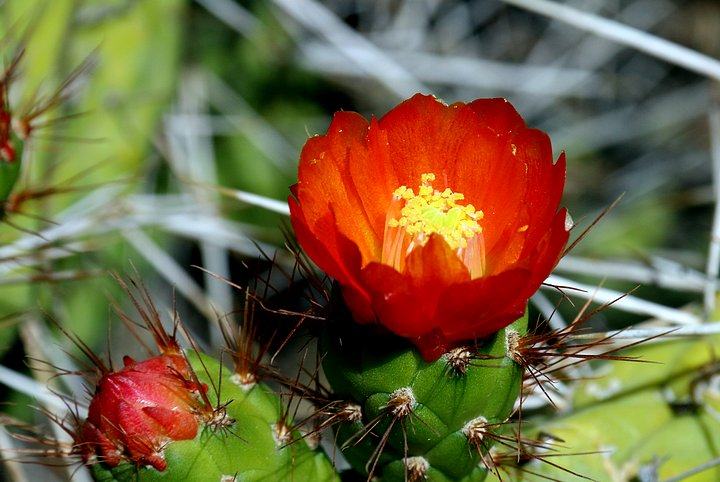 Blooming Cactus