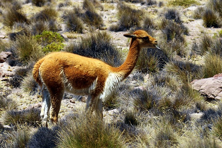 Vicuña