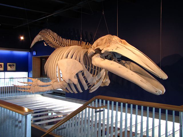 Gray Whale Skeleton