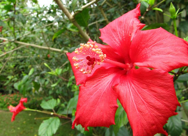 Flower in Brasil