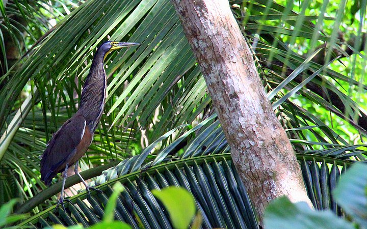 Gray Heron