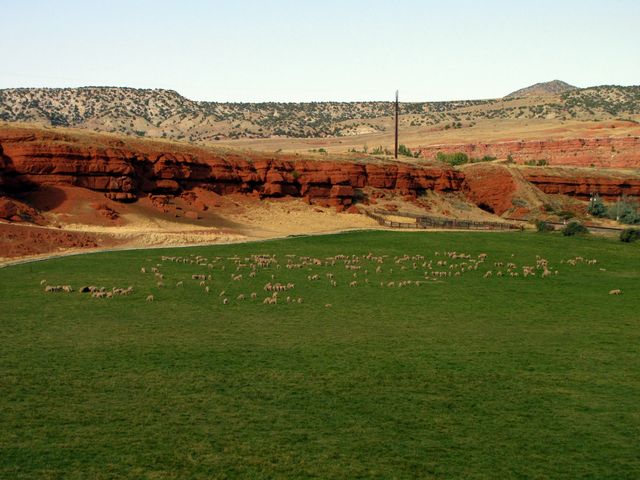 Sheep Grazing South of Thermopolis