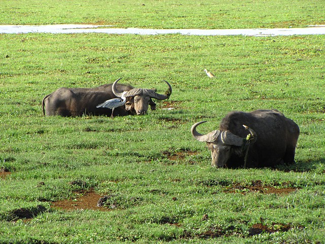 Cape Buffalo
