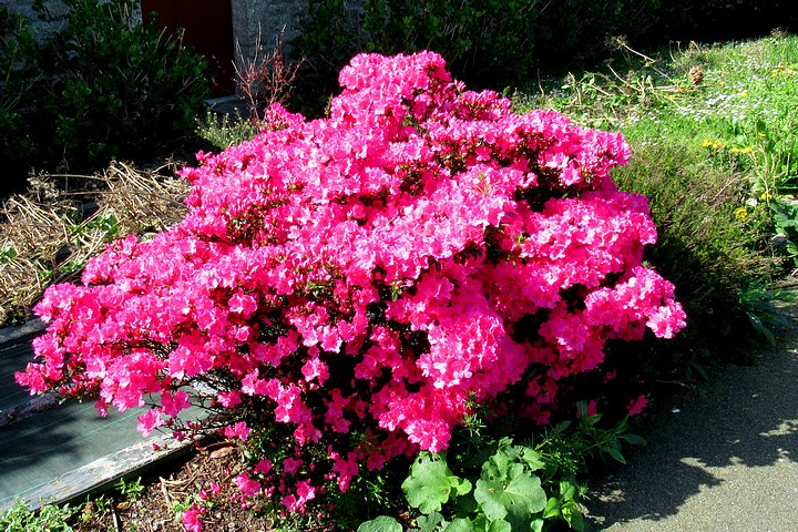 Azaleas in Gardens