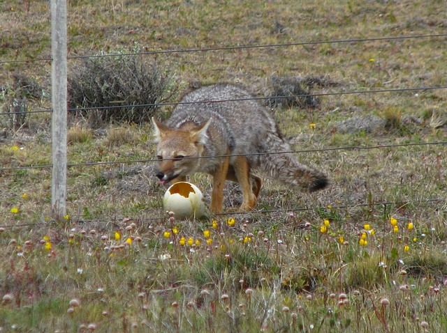 Gray Fox and Rhea Egg
