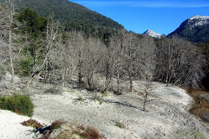 Dead Trees from Volcanic Ash