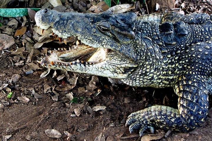 Cuban Crocodile 