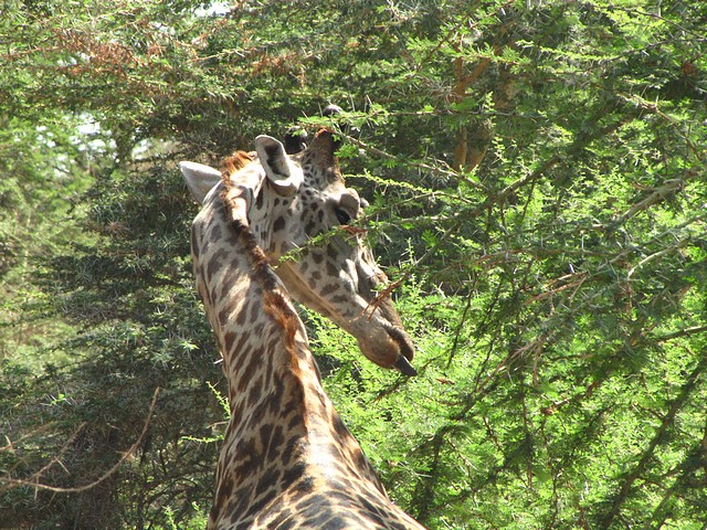 Giraffe Grazing on Acacia Tree