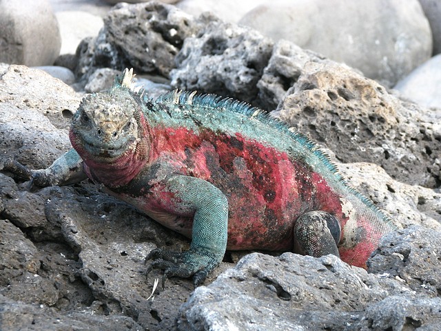 Male Marine Iguana