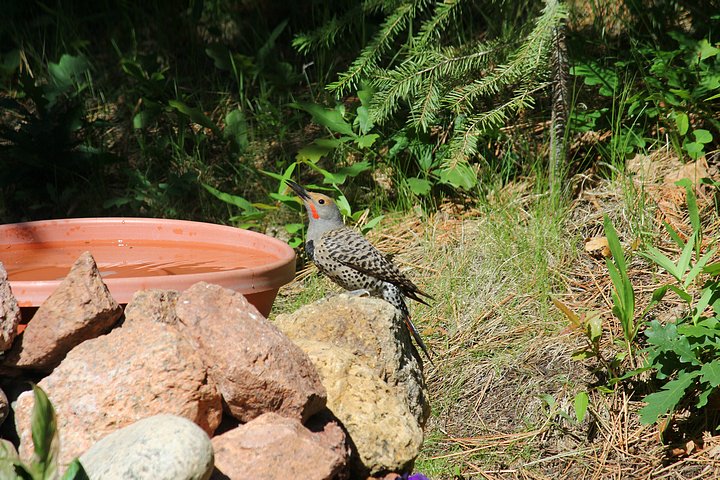 Northern Flicker