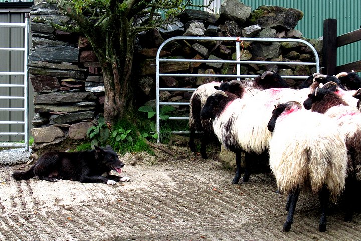 Silvy and the Sheep