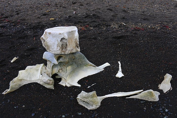 Whale Bones