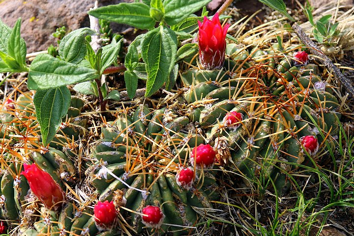 Cactus of Peru & Bolivia
