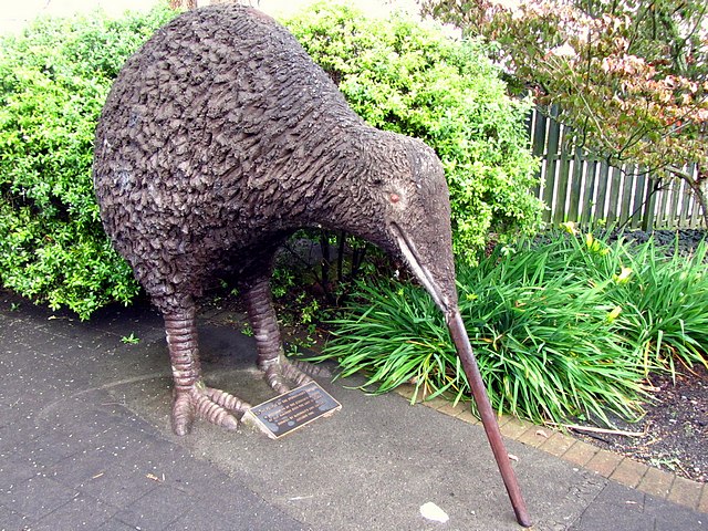 Kiwi – National Bird