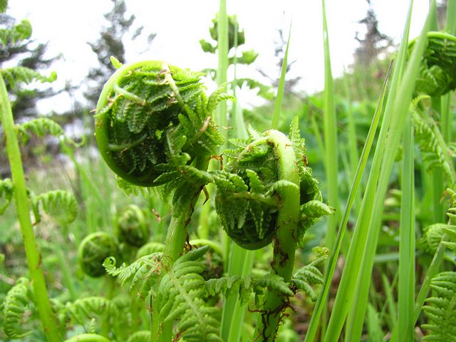 Fiddle Head Ferns