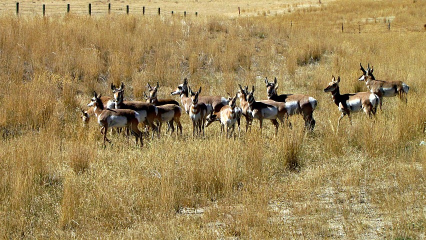Antelope - One Male