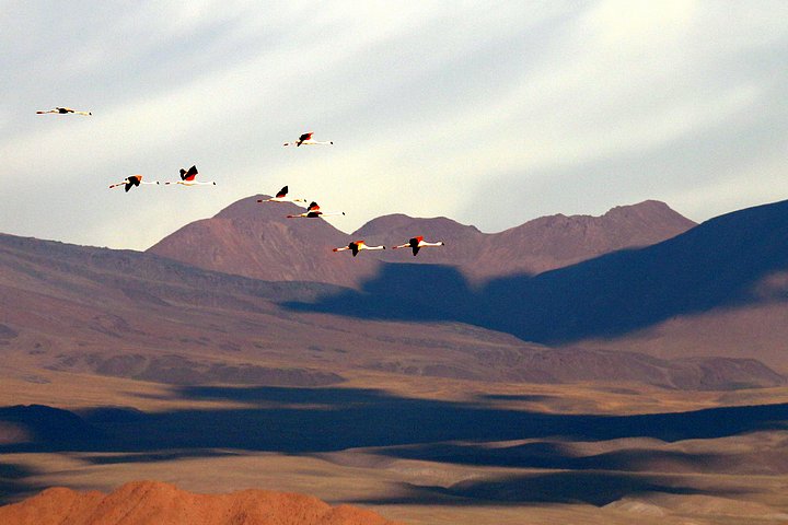 Flamigos Flying Over Salar de Atacama