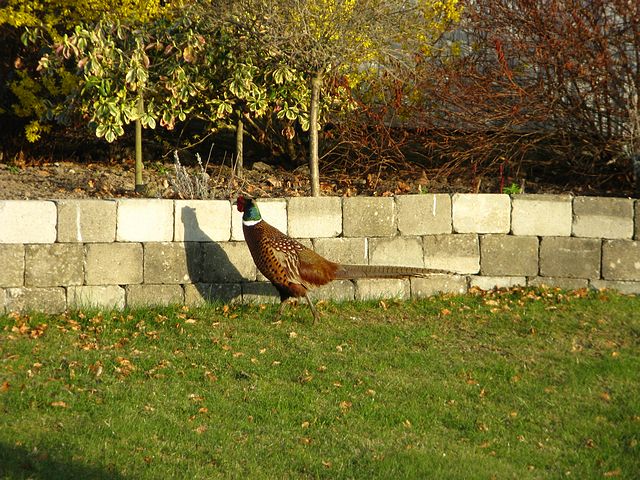 Poulsen’s Wild Pheasant 