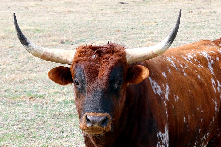 Texas Longhorn