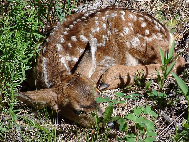 New Born Fawn