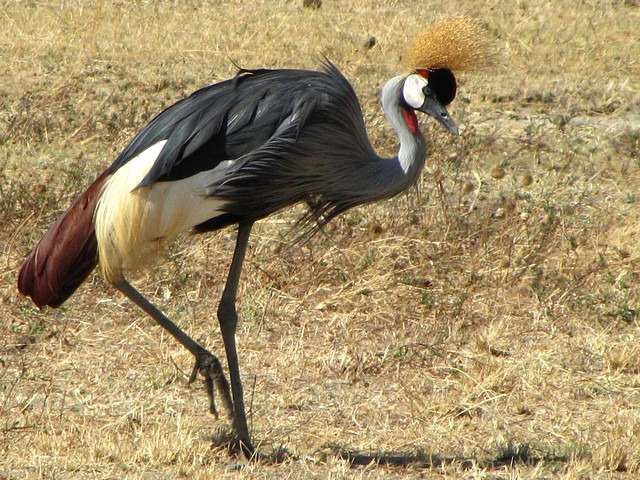 Gray Crowned Crane - Uganda