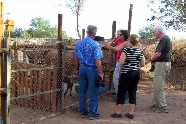 The Livestock at the Senderos de Coyo