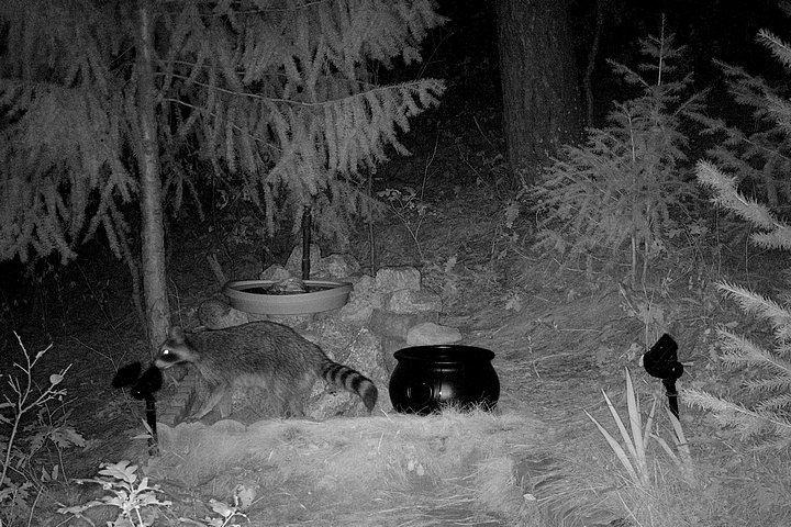 Racoon, Palmer Divide