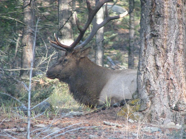 Elk