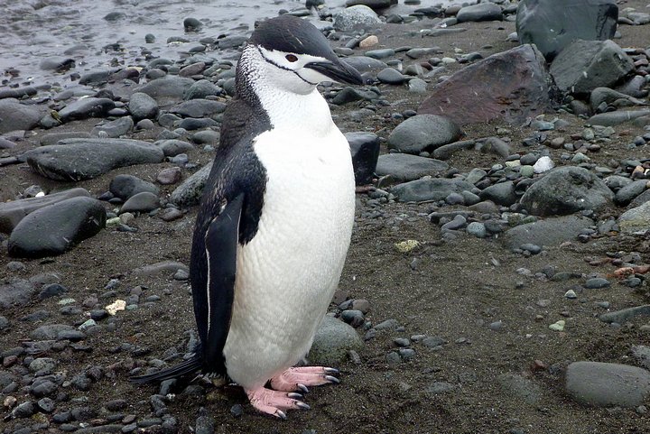 Chinstrap Penguin