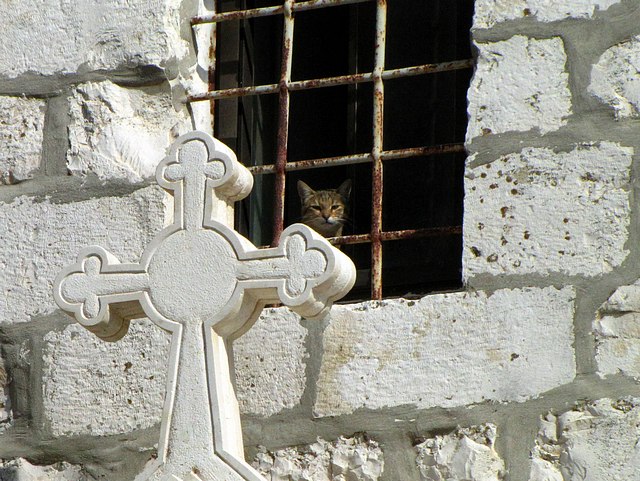 Holy Cat!