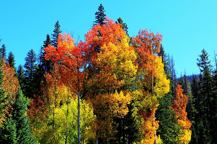 Flaming Aspen