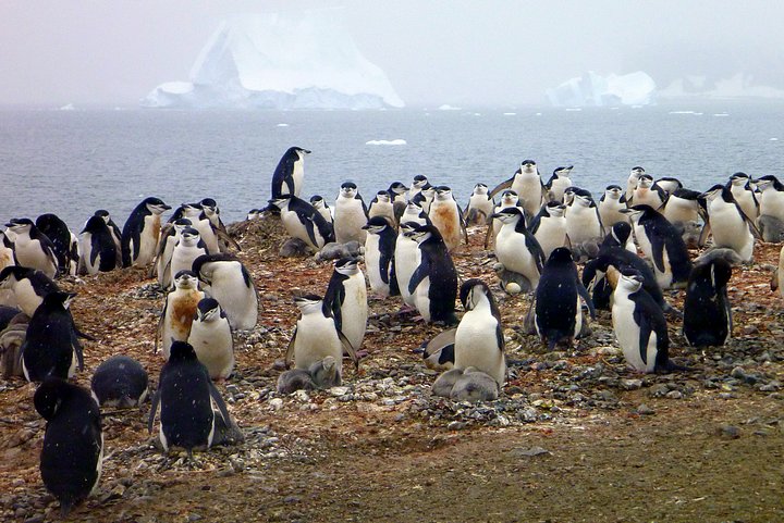 Penguin Rookery and Icebergs