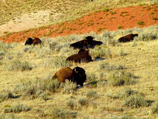 American Bison