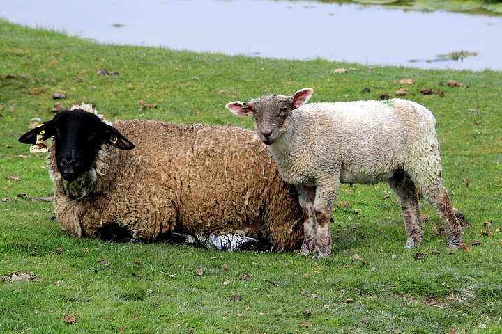 Grazing Sheep 