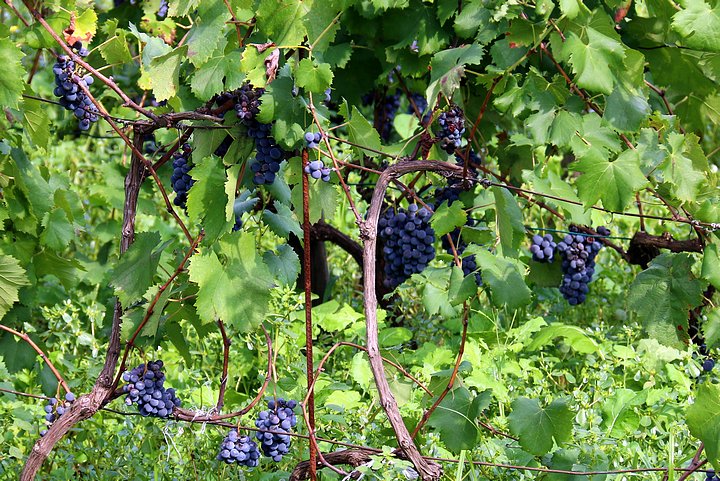 Grapes Ready for Harvest