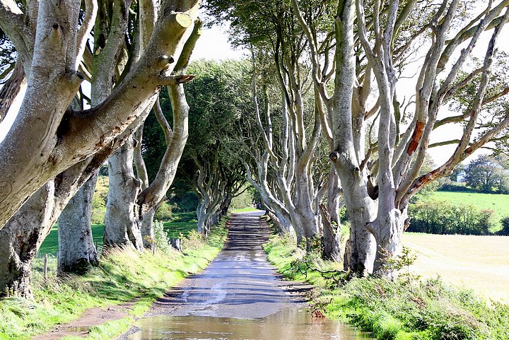 The Dark Hedges