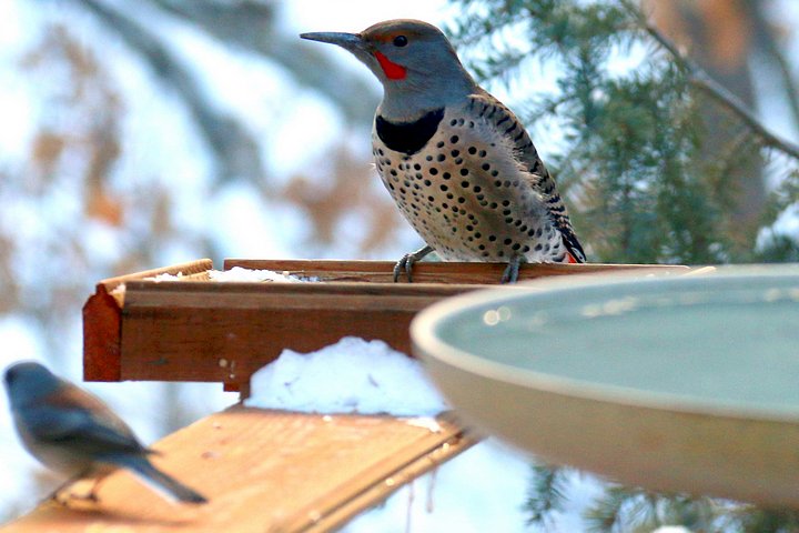 Northern Flicker