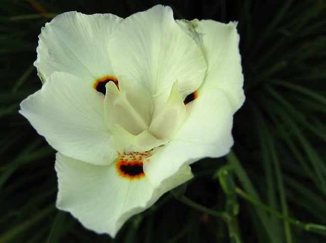 Flower in Brasil