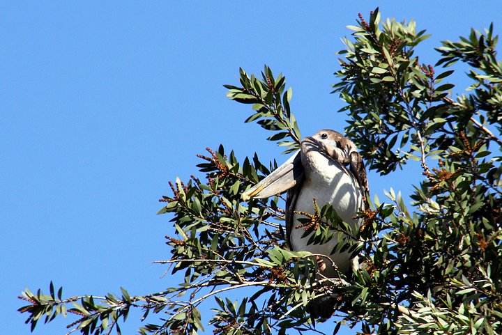 Brown Pelican